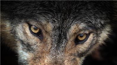 Wolf reißt acht Schafe: Jetzt hat es auch Butjadingen erwischt Wolf