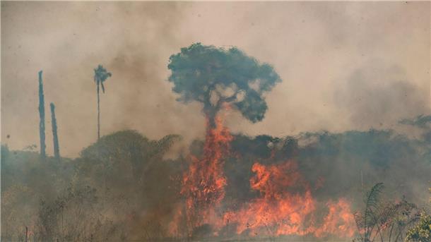 WWF: Brände in Brasilien vernichten unberührten Regenwald Im brasilianischen Amazonasgebiet toben die schwersten Brände seit fast 20 Jahren.
