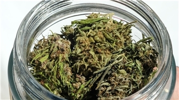 Im Eigenanbau soll die erlaubte Menge von 25 auf 50 Gramm getrocknetes Cannabis verdoppelt werden.