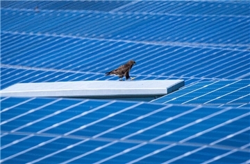 Ein Greifvogel sitzt auf einem Trafikanten in einem Solarpark und sucht nach Futter