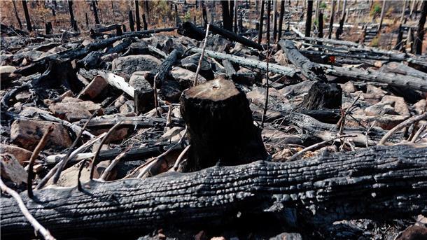 Polizei sucht nach Waldbrand am Brocken Zeugen und Fotos Im Harz wird weiter nach der Ursache des Feuers gesucht. (Archivfoto)