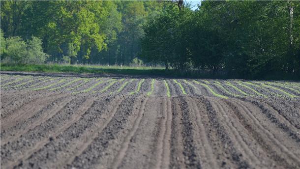 Im Hintergrund sind die jungen Maispflanzen zu sehen, die Landwirt Jörn Gerken am 23. April gesät hat. Doch auf Teilen des Ackers wurden die Halme von Kranichen herausgezupft.