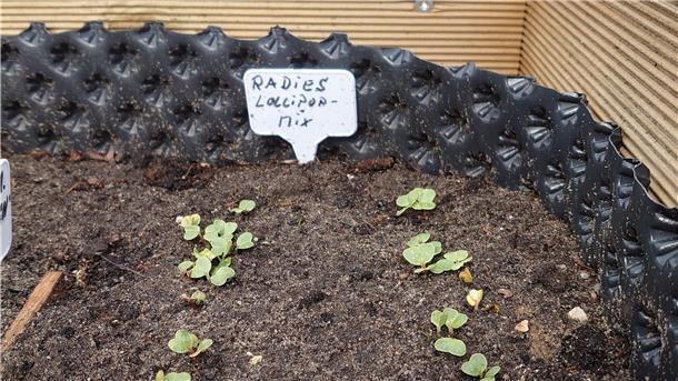 Startschuss für die Gartensaison Im Hochbeet haben empfindlichere Pflanzen genug Wärme, was ihnen den Auszug ins Freie ermöglicht.