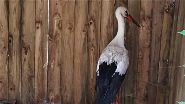 Im Hundezwinger kann sich der Storch von dem Schock erholen.