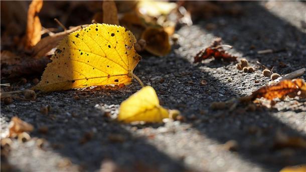 Was, schon Herbst? Im Kalender dauert es noch drei Wochen, bis der Herbst beginnt.