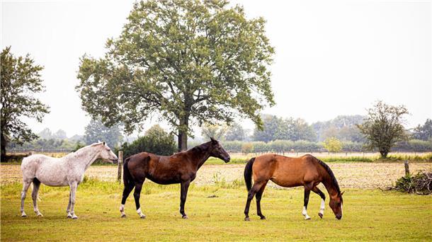Im Kreis Cuxhaven wurde bei einem Pferd das West-Nil-Virus nachgewiesen. Die Ständige Impfkommission Veterinärmedizin rät dazu, Pferde in der gesamten niederdeutschen Tiefebene gegen das West-Nil-Virus impfen zu lassen.