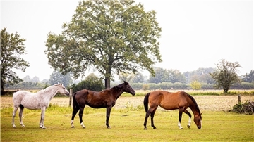 Im Kreis Cuxhaven wurde bei einem Pferd das West-Nil-Virus nachgewiesen. Die Ständige Impfkommission Veterinärmedizin rät dazu, Pferde in der gesamten niederdeutschen Tiefebene gegen das West-Nil-Virus impfen zu lassen.