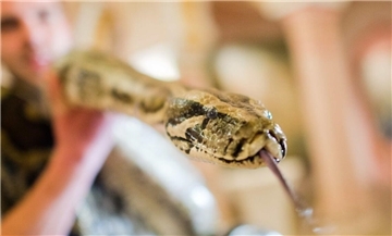Im Landkreis Cuxhaven werden unter anderem auch Tigerpython in den eigenen vier Wänden gehalten.
