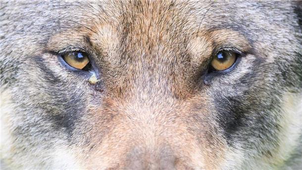 Im Landkreis Cuxhaven wurde ein Wolf zum Abschuss freigegeben. 