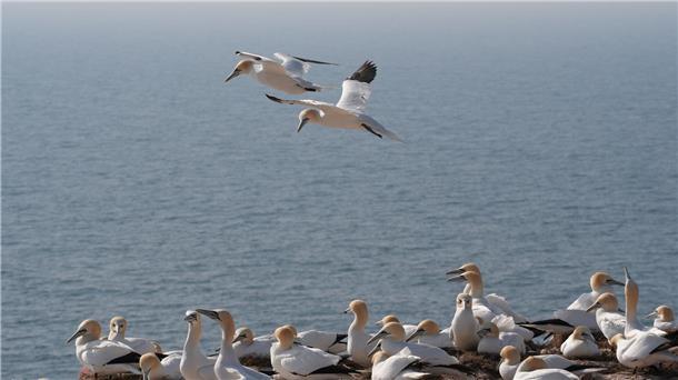 Brutsaison auf dem Lummenfelsen auf Helgoland Im Laufe des Aprils sollen alle Brutpaare zurück sein.