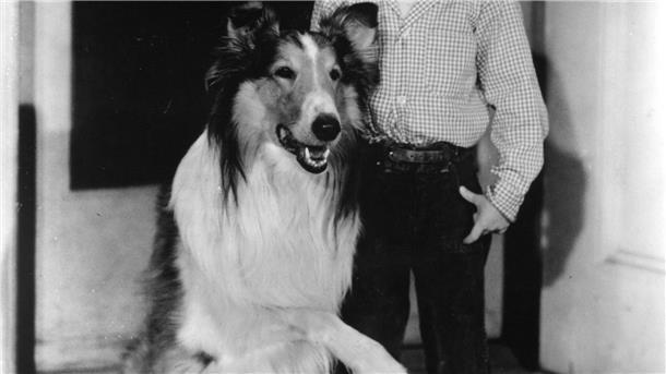 Im Laufe seiner „Lassie“-Karriere drehte Jon Provost mit drei Collies. (Handout) 