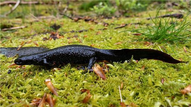 Nationalpark Harz meldet Fund des Nördlichen Kammmolchs Im Nationalpark Harz sind erstmals Exemplare des streng geschützten Nördlichen Kammmolchs gefunden worden.