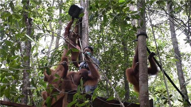 Orang-Utans fahren Bus Im neuen Schutzzentrum sollen die Tiere das Überleben im Regenwald lernen.