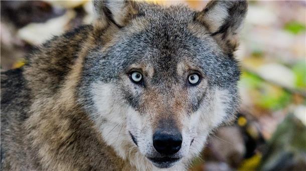 Ein Wolf. Im nördlichen Landkreis Cuxhaven häufen sich Wolfsrisse bei Nutztieren. Das Land Niedersachsen fordert daher vom Bund rechtliche Grundlagen für gezielte Entnahmen.