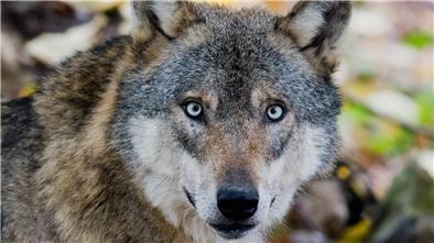 Ein Wolf. Im nördlichen Landkreis Cuxhaven häufen sich Wolfsrisse bei Nutztieren. Das Land Niedersachsen fordert daher vom Bund rechtliche Grundlagen für gezielte Entnahmen.