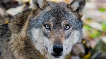 Ein Wolf. Im nördlichen Landkreis Cuxhaven häufen sich Wolfsrisse bei Nutztieren. Das Land Niedersachsen fordert daher vom Bund rechtliche Grundlagen für gezielte Entnahmen.