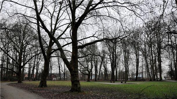 Ein Wald