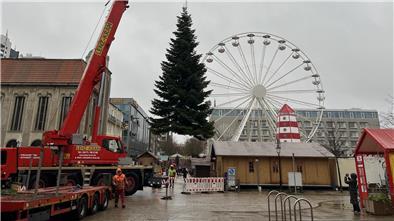 Im Regen wird der Weihnachtsbaum für den Bremerhavener Weihnachtsmarkt 2025 an der Innenstadt aufgestellt. 
