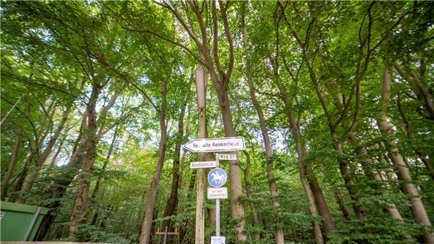 Im Reinkenheider Forst will die Stadt eine Wald-Fläche verkaufen