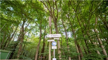 Im Reinkenheider Forst will die Stadt eine Wald-Fläche verkaufen