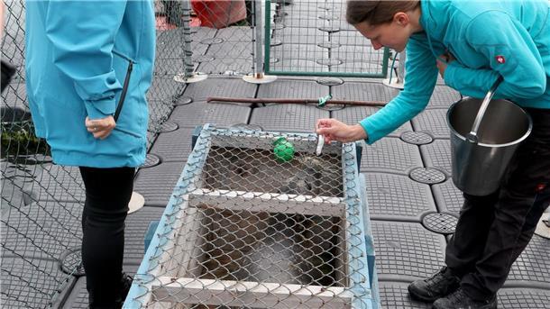 Im Rostocker Zoo erwartet die Seehunde ein neues Zuhause. 