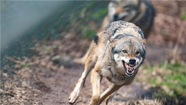 Zwei Wölfe rennen durch ihr Gehege im Tierpark.