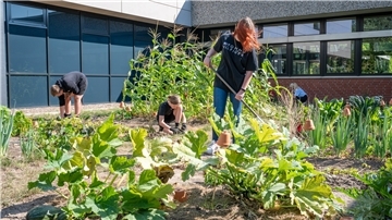 Im Schulgarten müssen die Beverstedter Oberschüler selber Hand anlegen. Bennet (von links), Tristan und Kimberley haben Spaß daran. Foto Scheschonka