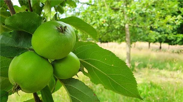 Im Spätsommer und Herbst ist Apfelerntezeit. 