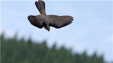 Im Sturzflug versucht der Falke, Beute zu machen.