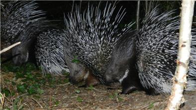 Im Tierpark Cux-Art in Beverstedt sind neuen Stachelschweine ausgebüxt. Eins wird immer noch vermisst. 
