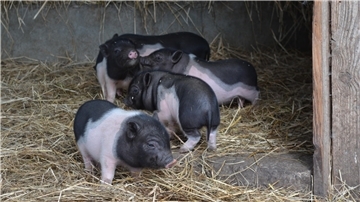 Ferkel