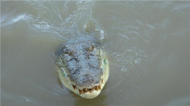 Teenager überlebt Krokodil-Angriff in Australien Im tropischen Norden von Australien wimmelt es von Salzwasserkrokodilen. (Archivbild)
