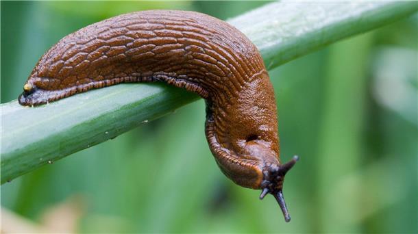 Im vergangenen Jahr dominierte sie viele Diskussionen auf Gartenplattformen: Arion vulgaris. (Archivbild)