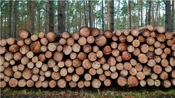 Zu schade zum Verbrennen - Der Kampf ums Holz  Im vergangenen Jahr wurde in deutschen Wäldern 78,7 Millionen Kubikmeter Holz eingeschlagen.