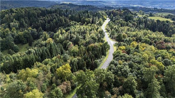 Warum in einem Harzer Wald Bäume aus aller Welt stehen Im Weltwald wachsen unter anderem Baumarten aus Asien und Nordamerika.