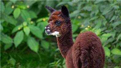 Im Wildpark Müden ist im Sommer ein junges Alpaka zur Welt gekommen.