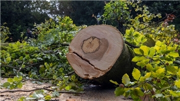 Im Würzburger Ringpark stürzte ein Baum auf eine Radfahrerin - später wird er zerkleinert.