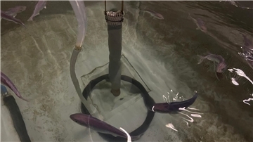 Fische schwimmen in einem Wasserbecken. 
