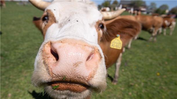 Mehr Bio in den Höfen - und auf den Tellern? Immer mehr Höfe setzen auf ökologische Tierhaltung.
