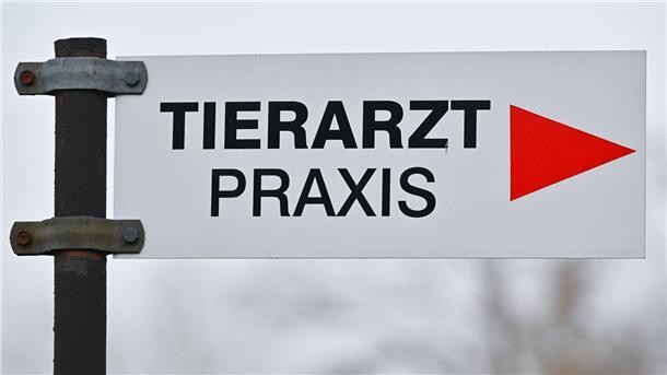Tierärzte gesucht - Land will Tempo bei Anerkennungspraxis Immer mehr Tierarztpraxen im ländlichen Raum schließen, der Bedarf an Veterinären ist gerade dort aber groß. (Archivbild)