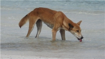 Immer wieder kommt es auf K’gari zu Zwischenfällen mit Dingos.