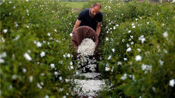 Diese Blüten lassen Parfum süß duften In Ägypten werden gerade Jasminblüten geerntet.