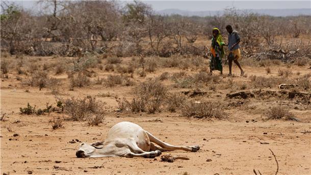 In Afrika habe Menschen und Tiere immer wieder mit Dürren zu kämpfen. 