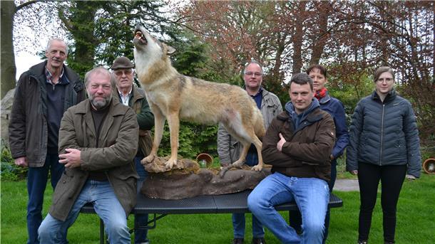 In ausgestopfter Form ist ihnen der Wolf am liebsten: Landvolk-Vertreter, Bauern und Jäger fürchten, dass der Wolf die Weidetierhaltung gefährdet. 