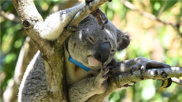 Mit neuem Impfstoff Koalas retten In Australien wurde der erste Impfstoff für Koalas gegen die Krankheit Chlamydien entwickelt.