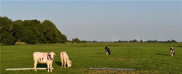 Hauchdünnes Votum: Butjadinger Gemeinderat lehnt zusätzlichen Windpark ab In Burmeide bei Langwarden können die Kühe weiter ungestört grasen. Der Gemeinderat hat einen Windpark, der hier entstehen sollte, abgelehnt.
