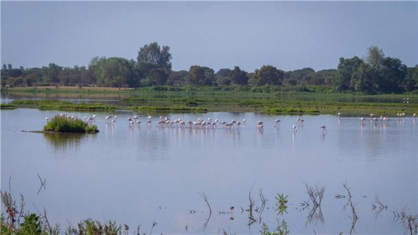 1,4 Milliarden Euro für Europas größtes Feuchtgebiet In dem 1969 gegründeten Nationalpark Doñana, der zusammen mit einer als Naturpark geschützten Fläche und einer Pufferzone etwa halb so groß wie das Saarland ist, geht der Grundwasserspiegel schon seit Jahren zurück.