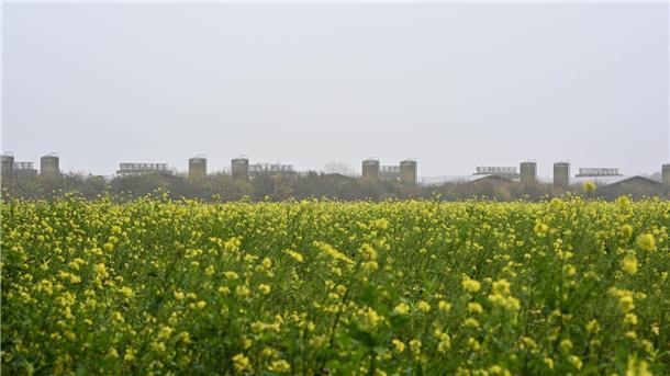Geflügelpest in Großbetrieb mit 436.000 Tieren nachgewiesen In dem Betrieb leben auch 83.000 Junghennen.