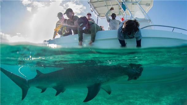 In den Gewässern der Bahamas gibt es für die Tiere reichlich Beute.