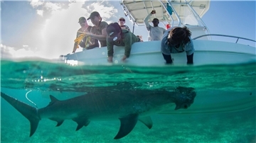 In den Gewässern der Bahamas gibt es für die Tiere reichlich Beute.